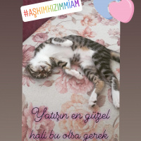 Tekir Kedi, Kedi  Mia fotoğrafı