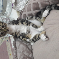 Tekir Kedi, Kedi  Mia fotoğrafı