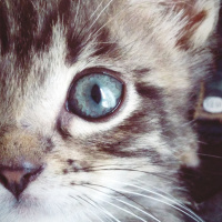 Tekir Kedi, Kedi  Kedi fotoğrafı