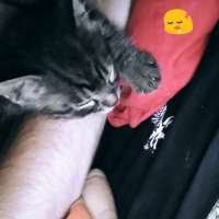 Tekir Kedi, Kedi  Kedi fotoğrafı