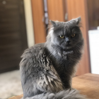 İran Kedisi (Persian), Kedi  Duman fotoğrafı