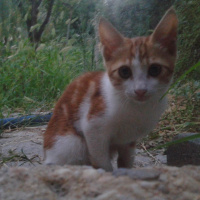 Tekir Kedi, Kedi  Pati fotoğrafı