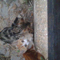 Tekir Kedi, Kedi  Pati fotoğrafı
