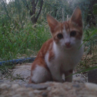 Tekir Kedi, Kedi  Pati fotoğrafı