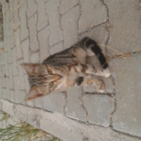 Tekir Kedi, Kedi  Pati fotoğrafı