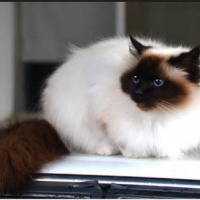 Tekir Kedi, Kedi  Pati fotoğrafı