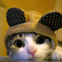 Tekir Kedi, Kedi  Pati fotoğrafı