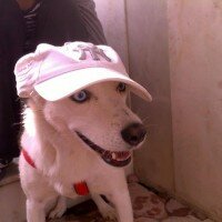 Sibirya Kurdu (Husky), Köpek  Boncuk  fotoğrafı