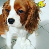 Cavalier King Charles Spanieli, Köpek  Köfte fotoğrafı