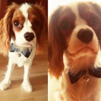 Cavalier King Charles Spanieli, Köpek  Köfte fotoğrafı