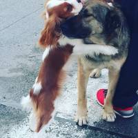 Cavalier King Charles Spanieli, Köpek  Köfte fotoğrafı