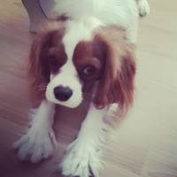 Cavalier King Charles Spanieli, Köpek  Köfte fotoğrafı