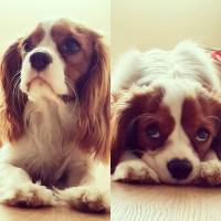 Cavalier King Charles Spanieli, Köpek  Köfte fotoğrafı