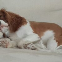 Cavalier King Charles Spanieli, Köpek  Köfte fotoğrafı