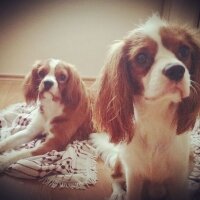 Cavalier King Charles Spanieli, Köpek  Köfte fotoğrafı