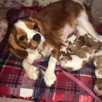 Cavalier King Charles Spanieli, Köpek  Köfte fotoğrafı