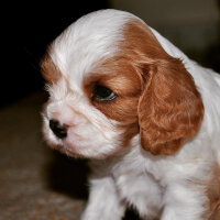 Cavalier King Charles Spanieli, Köpek  Köfte fotoğrafı