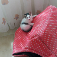 American Wirehair, Kedi  meleklerim sütten kesilince sahiplendirmek istiyor fotoğrafı