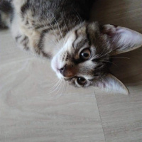 Tekir Kedi, Kedi  Tütün fotoğrafı