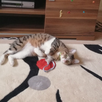 Tekir Kedi, Kedi  Missy fotoğrafı