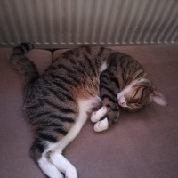 Tekir Kedi, Kedi  Missy fotoğrafı