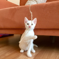 Tekir Kedi, Kedi  Sütlü Nuri Bey fotoğrafı