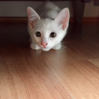 Tekir Kedi, Kedi  Sütlü Nuri Bey fotoğrafı