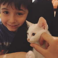 Tekir Kedi, Kedi  Sütlü Nuri Bey fotoğrafı