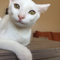 Tekir Kedi, Kedi  Sütlü Nuri Bey fotoğrafı