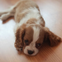 Cavalier King Charles Spanieli, Köpek  Odessa fotoğrafı