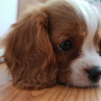 Cavalier King Charles Spanieli, Köpek  Odessa fotoğrafı