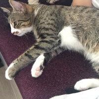 Tekir Kedi, Kedi  Stitch fotoğrafı