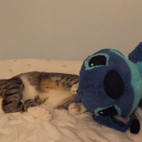Tekir Kedi, Kedi  Stitch fotoğrafı