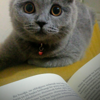 Scottish Fold, Kedi  Puffy fotoğrafı