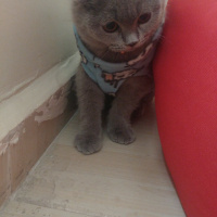 Scottish Fold, Kedi  Puffy fotoğrafı