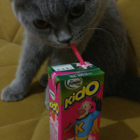 Scottish Fold, Kedi  Puffy fotoğrafı