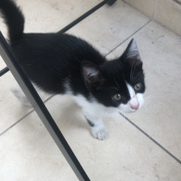 Tekir Kedi, Kedi  Çorap fotoğrafı