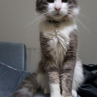 Chinchilla, Kedi  Bahtiyar fotoğrafı