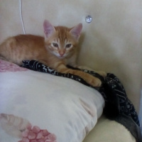 Tekir Kedi, Kedi  Balım fotoğrafı