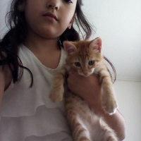 Tekir Kedi, Kedi  Balım fotoğrafı