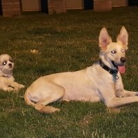 Akita İnu, Köpek  Maya fotoğrafı