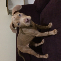 Amerikan Staffordshire Terrier, Köpek  Marilyn fotoğrafı