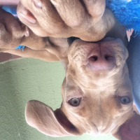 Amerikan Staffordshire Terrier, Köpek  Marilyn fotoğrafı