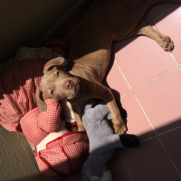 Amerikan Staffordshire Terrier, Köpek  Marilyn fotoğrafı