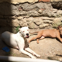 Amerikan Staffordshire Terrier, Köpek  Marilyn fotoğrafı