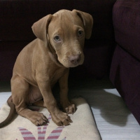 Amerikan Staffordshire Terrier, Köpek  Marilyn fotoğrafı