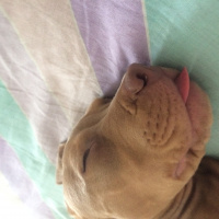 Amerikan Staffordshire Terrier, Köpek  Marilyn fotoğrafı