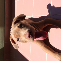 Amerikan Staffordshire Terrier, Köpek  Marilyn fotoğrafı