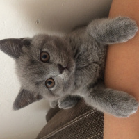 British Shorthair, Kedi  Mia fotoğrafı