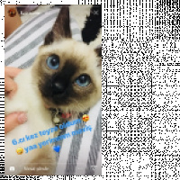 Siyam Kedisi, Kedi  MOCHA KARABULUT fotoğrafı